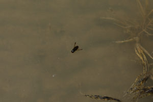 Pond view of "Alkali Lake" 2019-04-18, #15c, with water boatman; has fairy shrimp, Bridgeport Ranger District, Humboldt-Toiyabe National Forest