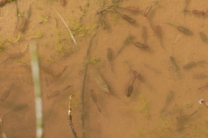 Pond view of Bald Mountain Dry VABM Saddle Pond 2019-05-02, #17c, with fairy shrimp and dytiscid larva, Bridgeport Ranger District, Humboldt-Toiyabe National Forest; Wovoka Wilderness