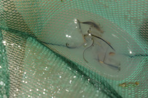 Pond view of Beauty Peak East Pond with fairy shrimp and clam shrimp