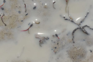 Pond view of Beauty Peak East Pond with fairy shrimp