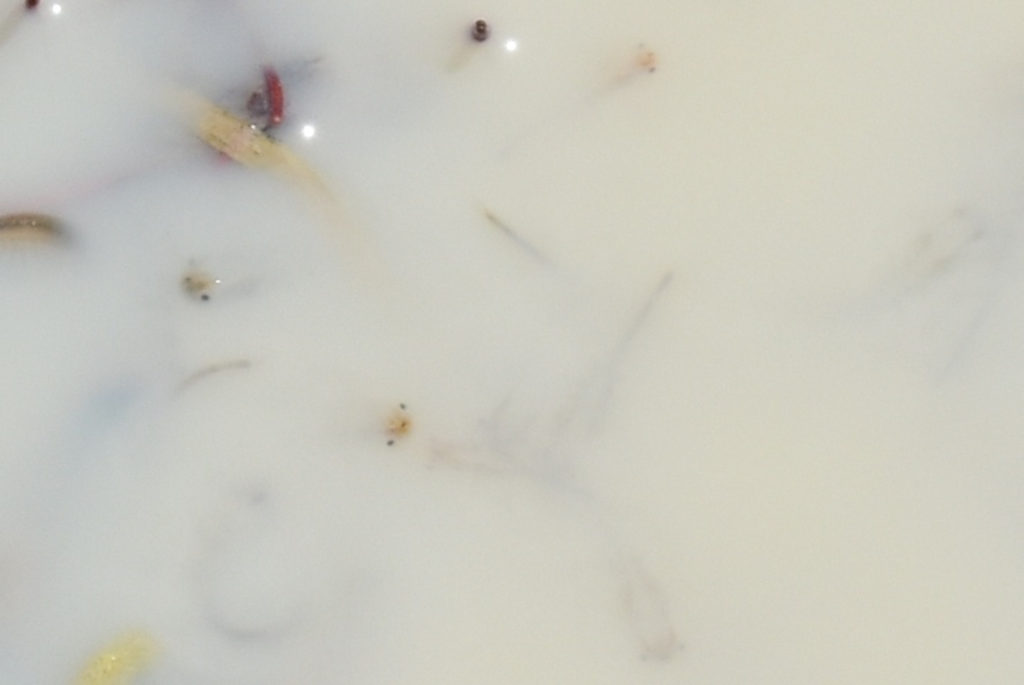 Pond view of Beauty Peak East Pond with fairy shrimp looking up