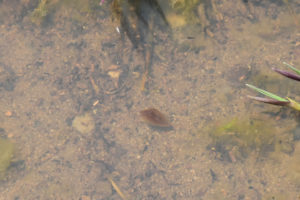 Pond view of Beauty Peak West Pond 2019-06-12, #13c, with clam shrimp, has fairy shrimp; Bishop BLM Office, Bodie WSA