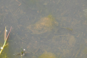 Pond view of Beauty Peak West Pond with fairy shrimp