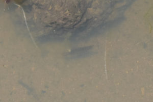 Pond view of Beauty Peak West Pond with dytiscid larva