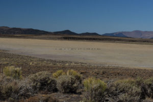 Scenic view of Beauty Peak West Pond with antelope