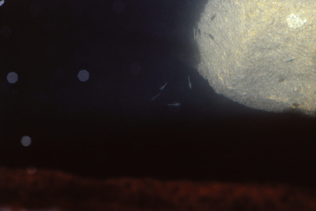 Pond view of Bivouac Lake 1987-08, #3321, with fairy shrimp; Lander Ranger District, Shoshone National Forest, Popo Agie Wilderness