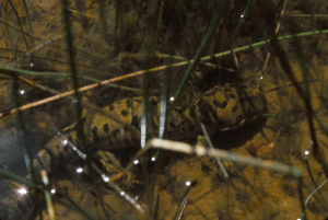 Pond view of Bull Canyon Pond with salamander