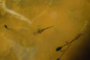 Pond view of Bull Canyon Pond 1987-06-06, #1818, with salamander larva; has fairy shrimp; Lander BLM Office