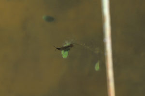 Pond view of Bull Canyon Pond 1987-06-06, #1820, with dytiscid larva; has fairy shrimp; Lander BLM Office