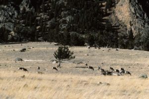 Clark's Fork Canyon 1987-04, #1316, with deer; Cody District, Shoshone National Forest