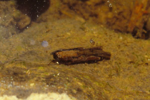 Pond view of Coyote Gulch Pond 1988-06 #0216c, with caddisfly larva; lacks fairy shrimp, Lander BLM Office