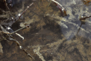 Pond view of "Coyote Lake" 1987-05-16, #1612, with fairy shrimp; Lander BLM Office