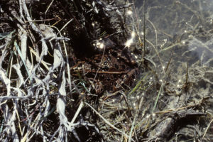 Pond view of "Coyote Lake" 1987-05-16, #1616, with frog; has fairy shrimp; Lander BLM Office