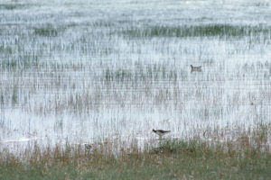 Pond view of "Coyote Lake" 1987-06 #1826, with phalaropes; has fairy shrimp, Lander BLM Office