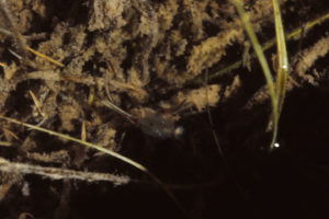 Pond view of "Coyote Lake" 1987-06-07, #2020, with fairy shrimp; Lander BLM Office