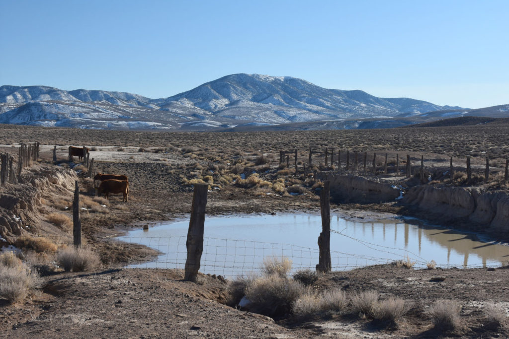 Scenic view of Garfield 5890 Saddle Pond 2022-02-17, #06, with Excelsior Mountains in distance and cows; has fairy shrimp; Stillwater BLM Office