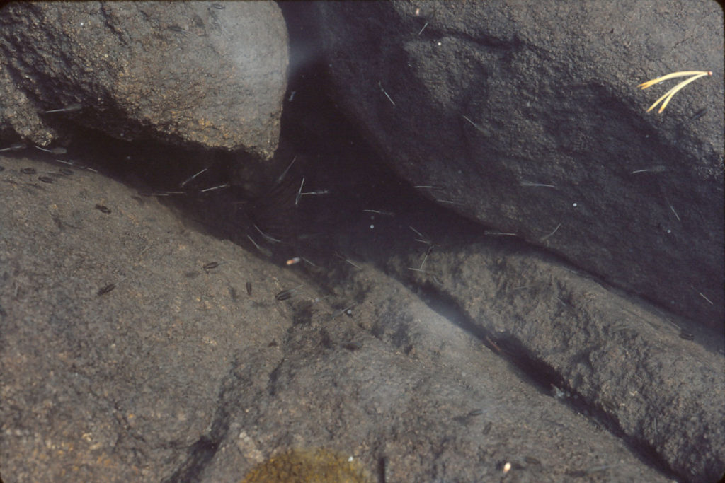 Pond view of Little Sandy Overlook Pond 1987-08-10, #3125, with fairy shrimp; Pinedale Ranger District, Bridger-Teton National Forest, Bridger Wilderness