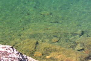 Pond view of Lower "Par Value Lake" 2021-08-19, #02, with a fish; lacks fairy shrimp; Bridgeport Ranger District, Humboldt-Toiyabe National Forest, Hoover Wilderness