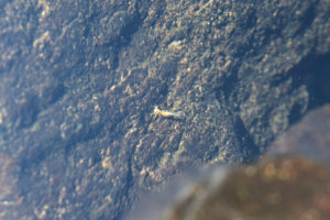 Pond view of "Par Value" Long Pond 2021-08-19, #13, with mayfly nymph; lacks fairy shrimp; Bridgeport Ranger District, Humboldt-Toiyabe National Forest, Hoover Wilderness