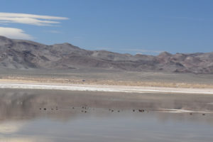 Scenic view of Rhodes Big Lake 2021-04-07 #10c, with ducks; has fairy shrimp, Stillwater BLM Office