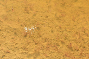 Pond view of Rhodes Potholes 2021-04-07, #08c, with fairy shrimp and mineral crystals; Stillwater BLM Office and private land