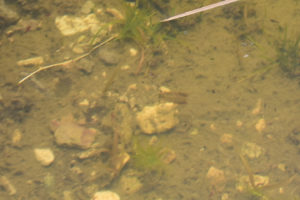 Pond view of South Sister Dead Cow Pond 2022-06-22, #07c, with fairy shrimp; Bridgeport Ranger District, Humboldt-Toiyabe National Forest