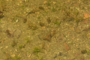 Pond view of South Sister Dead Cow Pond 2022-06-22, #09c, with fairy shrimp; Bridgeport Ranger District, Humboldt-Toiyabe National Forest