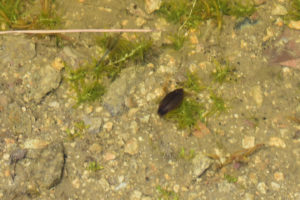 Pond view of South Sister Dead Cow Pond 2022-06-22, #10c, with beetle; has fairy shrimp; Bridgeport Ranger District, Humboldt-Toiyabe National Forest