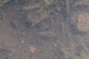 Pond view of South Sister Southwest Pond 2022-06-22, #17c, with dytiscid larva; has fairy shrimp; Bridgeport Ranger District, Humboldt-Toiyabe National Forest