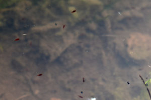 Pond view of South Sister Southwest Pond 2022-06-22, #19c, with copepods; has fairy shrimp; Bridgeport Ranger District, Humboldt-Toiyabe National Forest