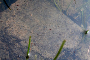 Pond view of South Sister Southwest Pond 2022-06-22, #20c, with fairy shrimp and copepods; Bridgeport Ranger District, Humboldt-Toiyabe National Forest