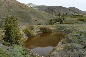 Scenic view of South Sister Trough Pond 2022-06-22, #13; has fairy shrimp; Bridgeport Ranger District, Humboldt-Toiyabe National Forest