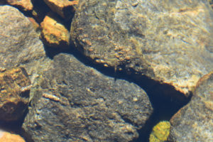 Pond view of Upper "Par Value Lake" 2021-08-19, #05, with mayfly nymphs and caddisfly larvae; lacks fairy shrimp; Bridgeport Ranger District, Humboldt-Toiyabe National Forest, Hoover Wilderness