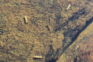 Pond view of Upper "Par Value Lake" 2021-08-19 #06, with caddisfly larvae and mayfly nymphs; lacks fairy shrimp, Bridgeport Ranger District, HTNF, Hoover Wilderness