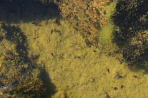 Pond view of Upper South Fork Pine Creek Pond 2021-09-13, #09c, with backswimmer; lacks fairy shrimp, Tonopah Ranger District, HTNF; Alta Toquima Wilderness