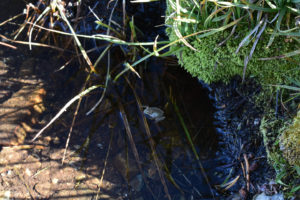 Pond view of Virginia Creek Pale Green Pond 2021-08-26, #32, with frog; lacks fairy shrimp; Bridgeport Ranger District, Humboldt-Toiyabe National Forest, Hoover Wilderness