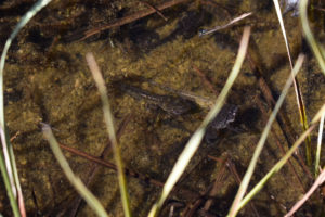 Pond view of Virginia Pale Green Pond 2021-08-26 #34c, with submerged frogs with tails; lacks fairy shrimp, Bridgeport Ranger District, HTNF, Hoover Wilderness