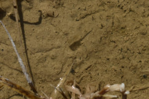 Pond view of "Alkali Lake" 2019-04-18, #06c, with fairy shrimp; Bridgeport Ranger District, Humboldt-Toiyabe National Forest