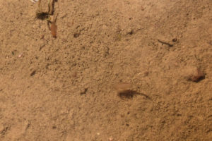 Pond view of Bald Mountain Big Dry Lake 2019-05-02, #22c, with fairy shrimp; Bridgeport Ranger District, Humboldt-Toiyabe National Forest, Wovoka Wilderness