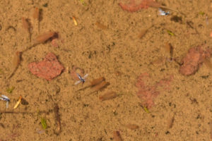 Pond view of Bald Mountain Big Dry Lake 2019-05-02, #24c, with fairy shrimp; Bridgeport Ranger District, Humboldt-Toiyabe National Forest, Wovoka Wilderness