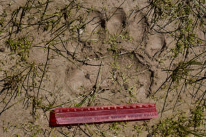 Pond view of Bald Mountain Dry VABM Saddle Pond 2019-05-02 #16, with bear print; has fairy shrimp; Bridgeport Ranger District, Humboldt-Toiyabe National Forest, Wovoka Wilderness