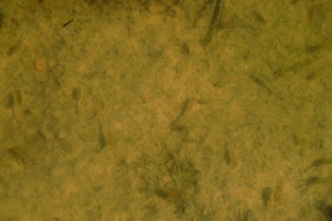 Pond view of Bald Mountain Rabbitbrush Flat Pond 2017-03-23 #09c, with fairy shrimp; Bridgeport Ranger District, Humboldt-Toiyabe National Forest, Wovoka Wilderness