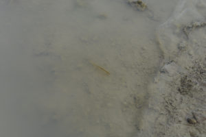 Pond view of Bass Flat Southwest Pond 2022-02-09, #24, with fairy shrimp at edge of ice; Stillwater BLM Office