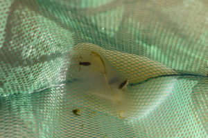 Pond view of Bass Flat Southwest Pond 2022-02-09, #35, with fairy shrimp and water boatmen in net; Stillwater BLM Office