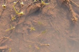 Pond view of "Burnt Lake" 2019-05-07, #26, puddle with fairy shrimp; Surprise BLM Office