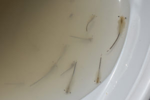 Pond view of "Burnt Lake" Double Mud Bar Pond 2019-05-07, #10, with fairy shrimp in white container; Surprise BLM Office, Buffalo Hills WSA