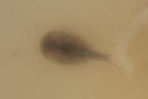 Pond view of "Burnt Lake" Double Mud Bar Pond 2019-05-07, #11, with tadpole shrimp; has fairy shrimp; Surprise BLM Office, Buffalo Hills WSA