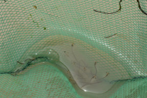 Pond view of "Burnt Lake" In Between Pond 2019-05-08, #39, with fairy shrimp and clam shrimp in net; Surprise BLM Office