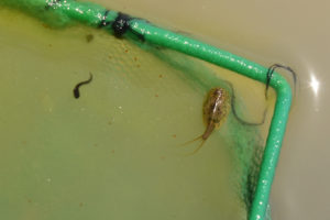 Pond view of "Burnt Lake" Mud Bar Pond 2019-05-07, #05, with tadpole and tadpole shrimp in net; has fairy shrimp; Surprise BLM Office, Buffalo Hills WSA