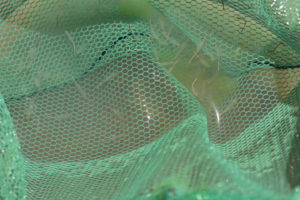 Pond view of "Burnt Lake" Mud Bar Pond 2019-05-07, #06, with fairy shrimp in net; Surprise BLM Office, Buffalo Hills WSA